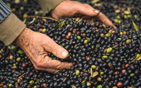 Olio Viola - Bardolino gyöngyszeme